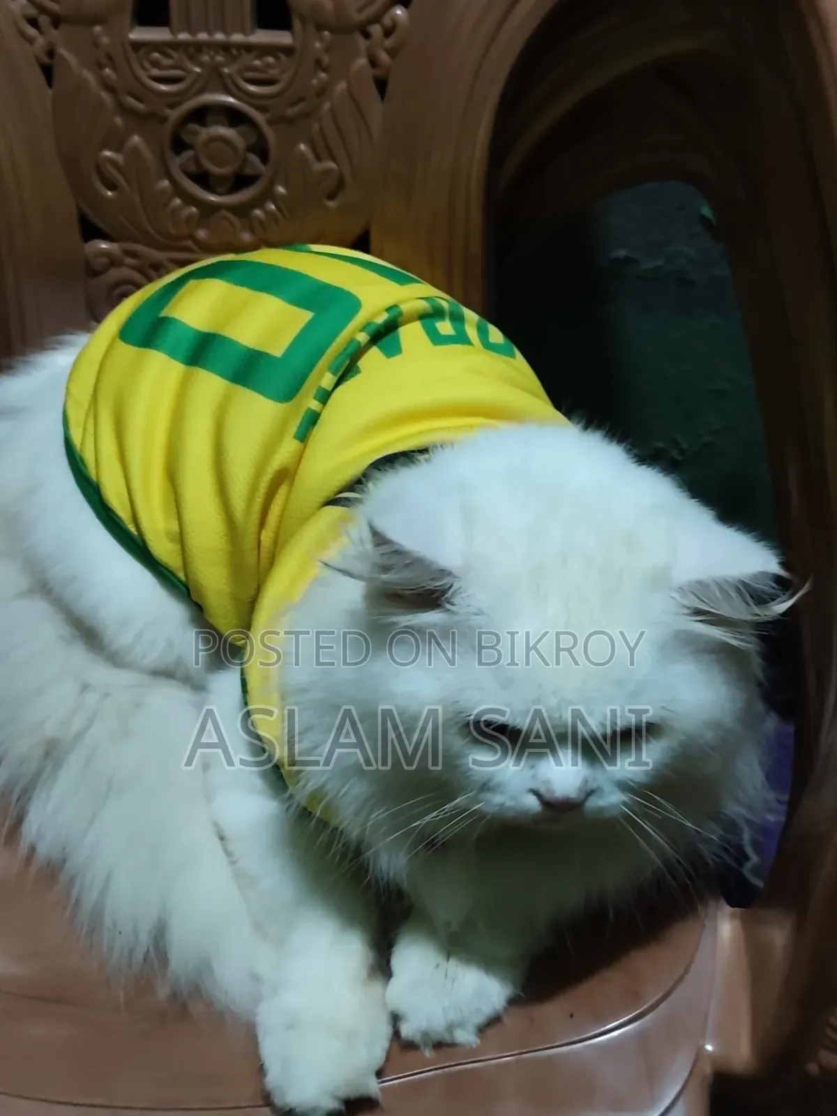 6-12 Months Male Purebred Persian