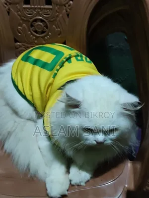 6-12 Months Male Purebred Persian
