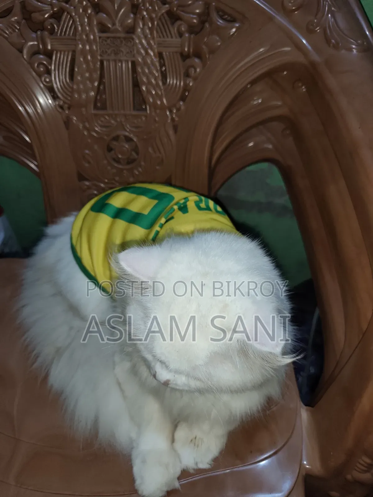 6-12 Months Male Purebred Persian