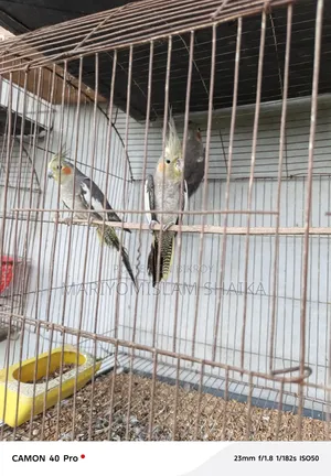 Cockatoo bird