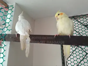 Cockatiel Male And Female