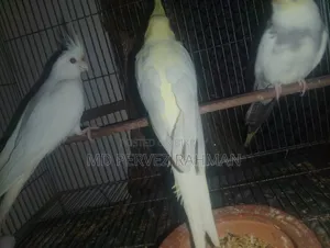 Cockatiel Male And Female