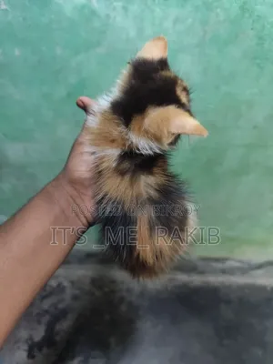 1-3 Months Female Mixed Breed Persian
