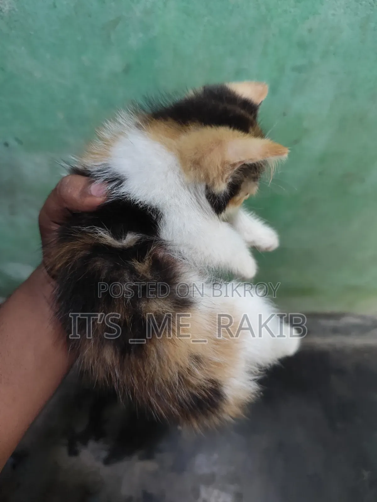 1-3 Months Female Mixed Breed Persian