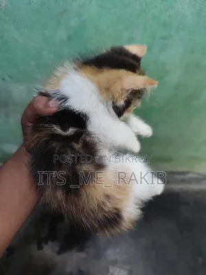1-3 Months Female Mixed Breed Persian
