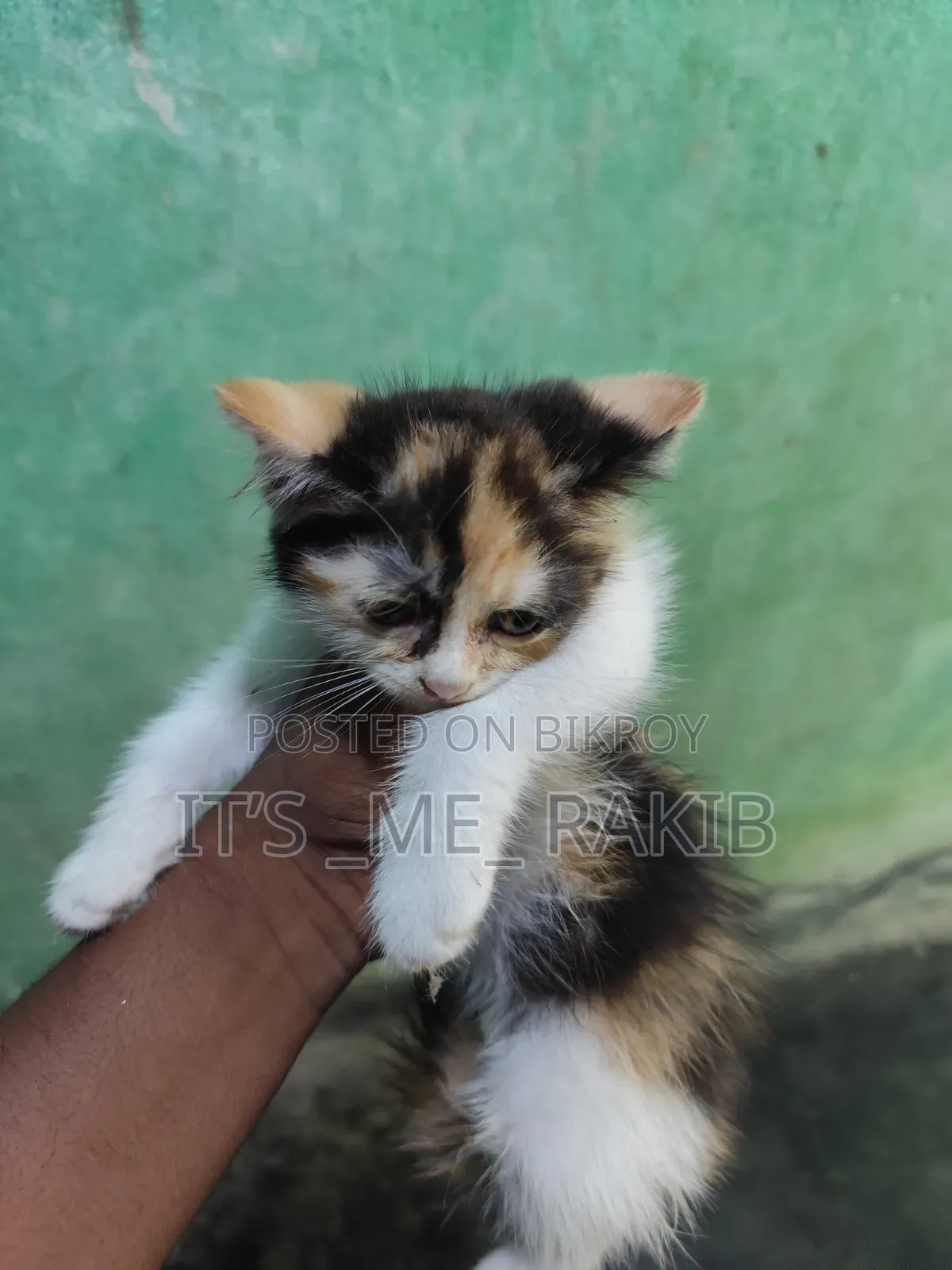 1-3 Months Female Mixed Breed Persian