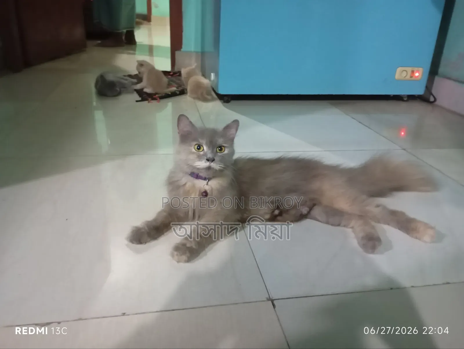 1+ Year Female Purebred Persian