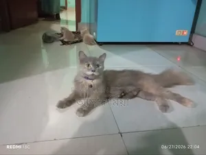 1+ Year Female Purebred Persian