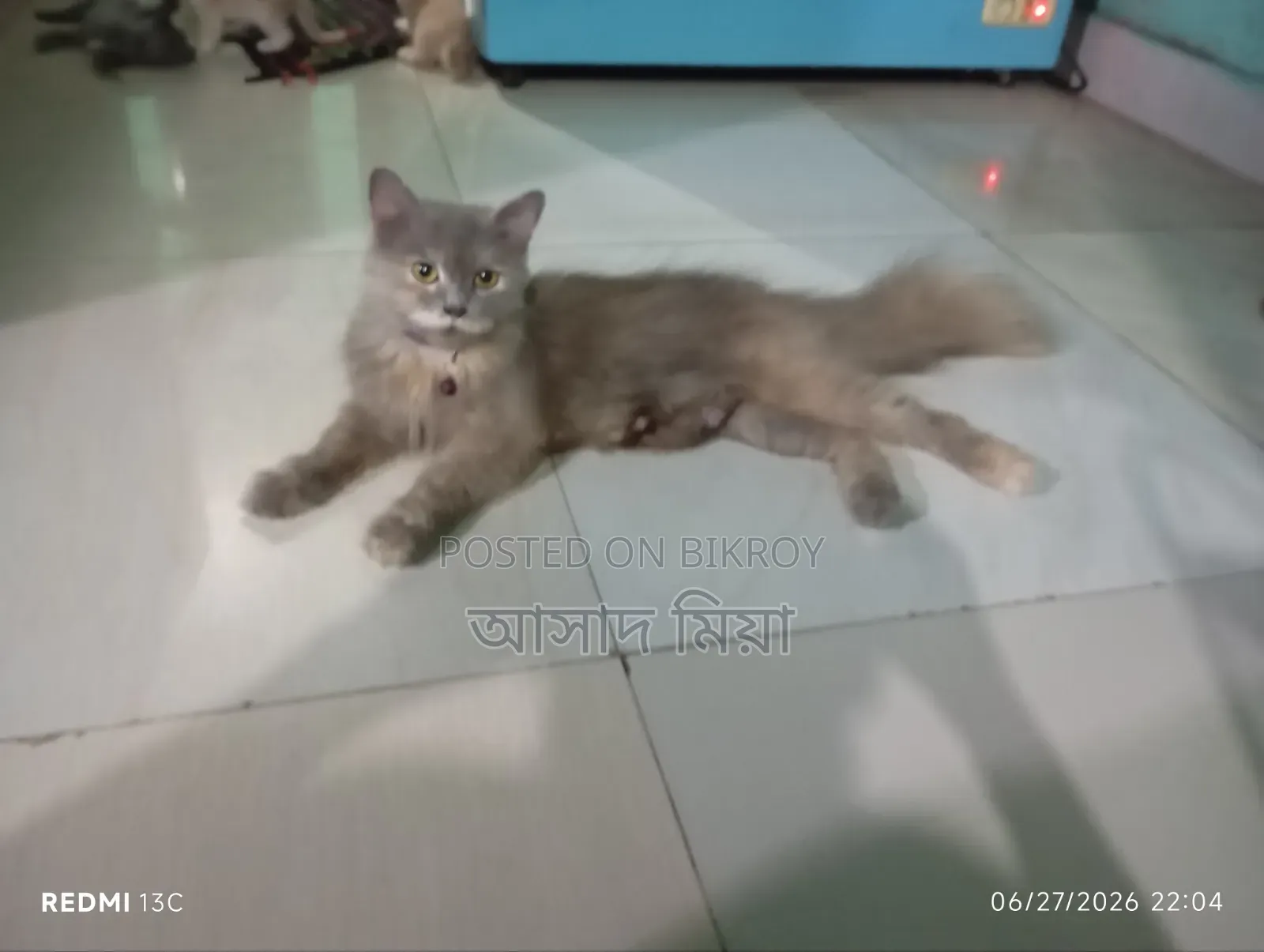 1+ Year Female Purebred Persian