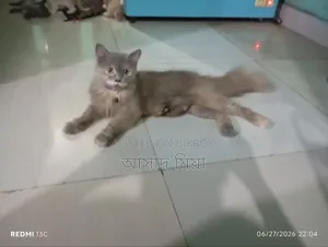 1+ Year Female Purebred Persian