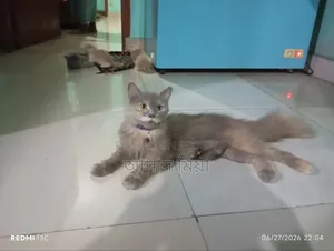 1+ Year Female Purebred Persian