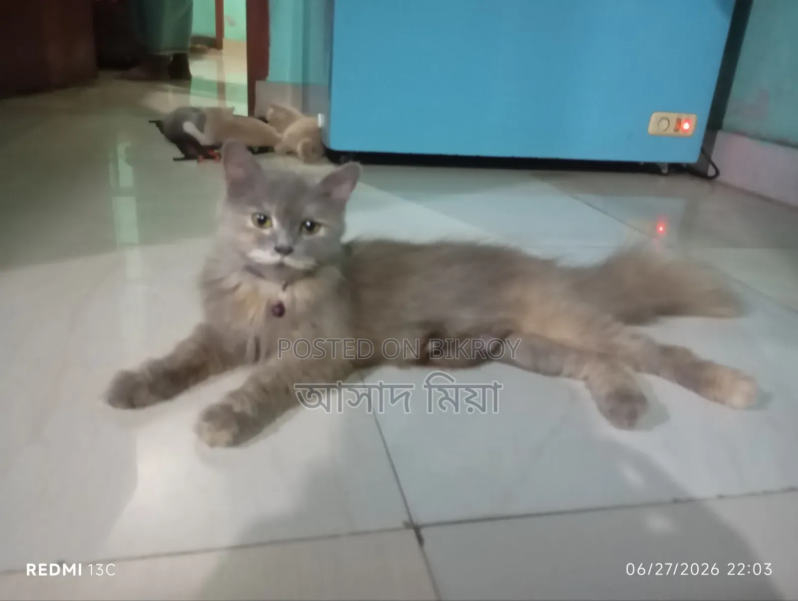 1+ Year Female Purebred Persian