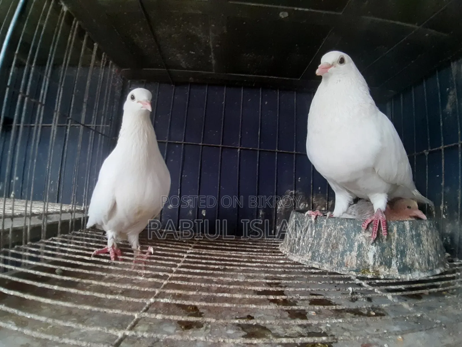 White Homa Pigeon