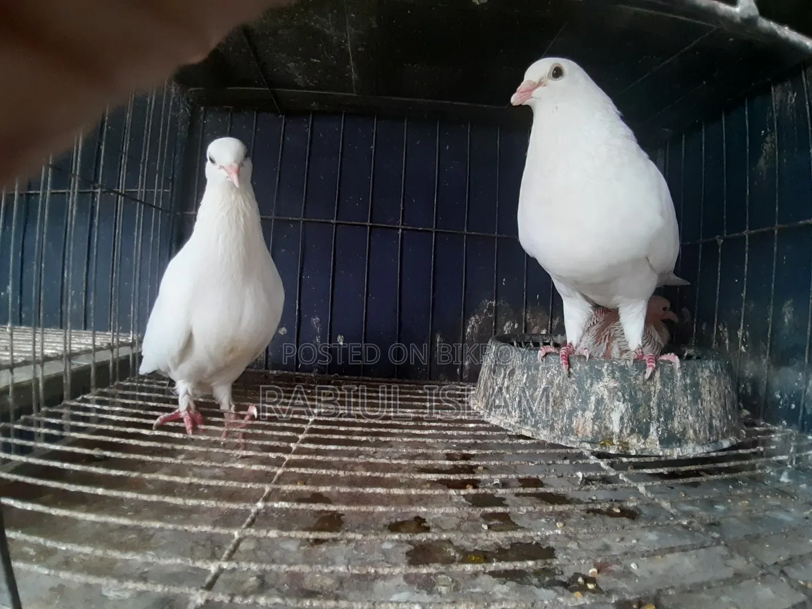 White Homa Pigeon