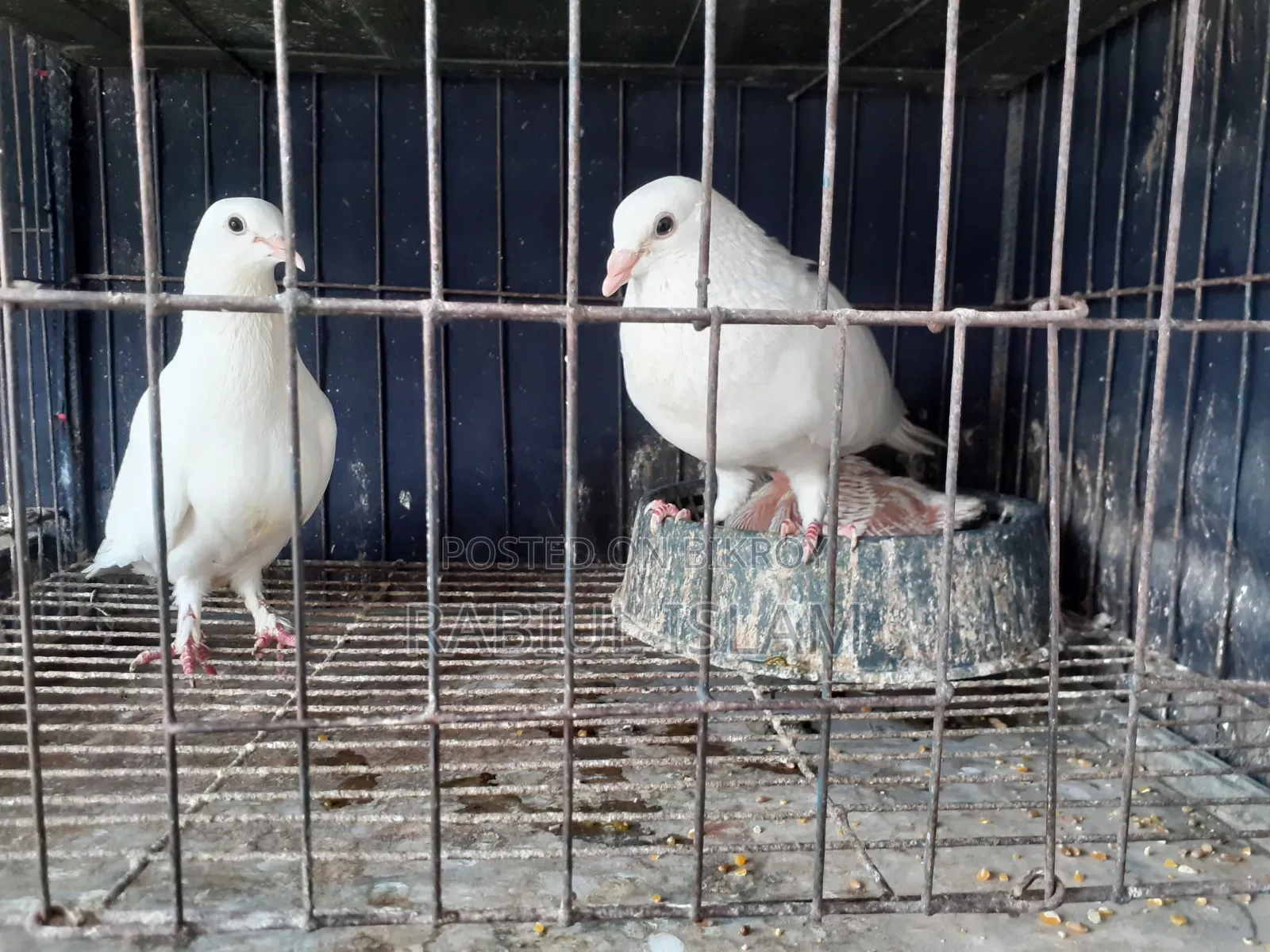 White Homa Pigeon