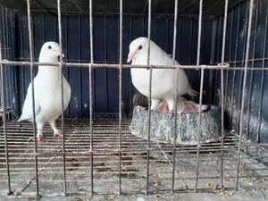 White Homa Pigeon