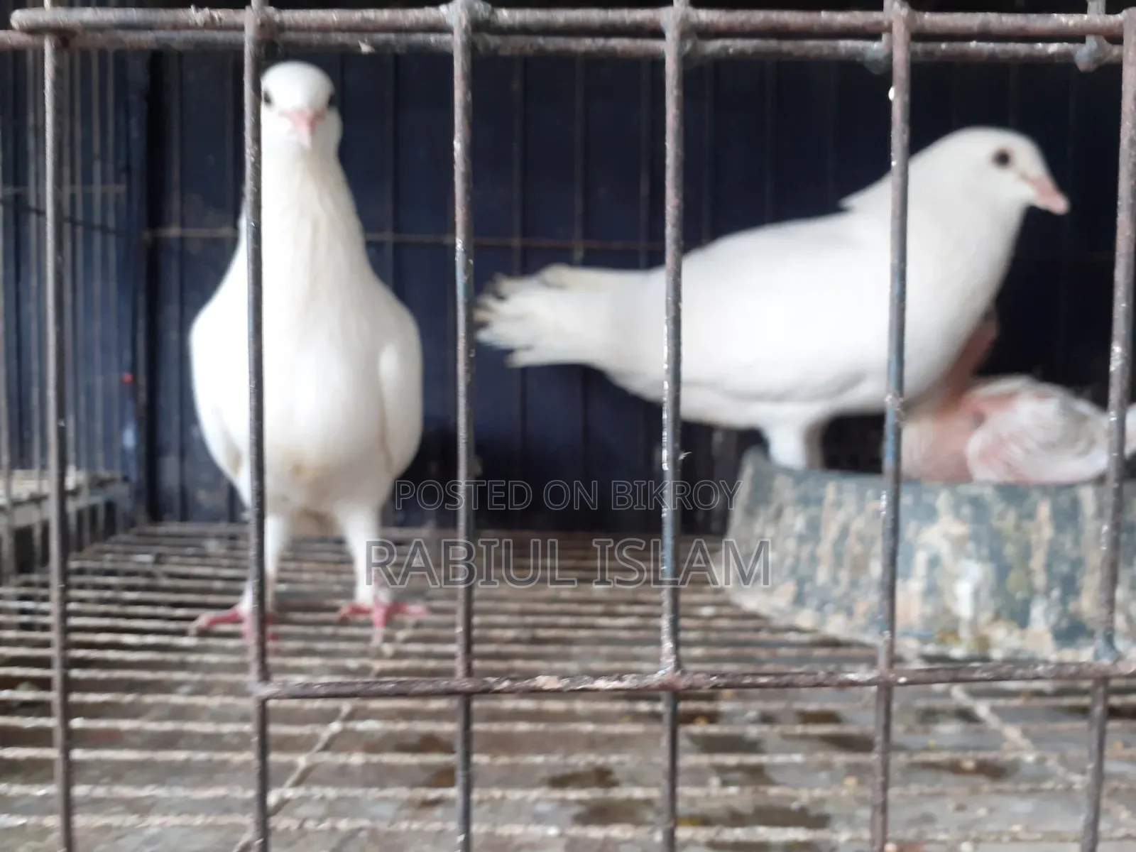 White Homa Pigeon