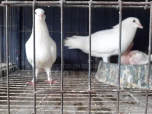 White Homa Pigeon
