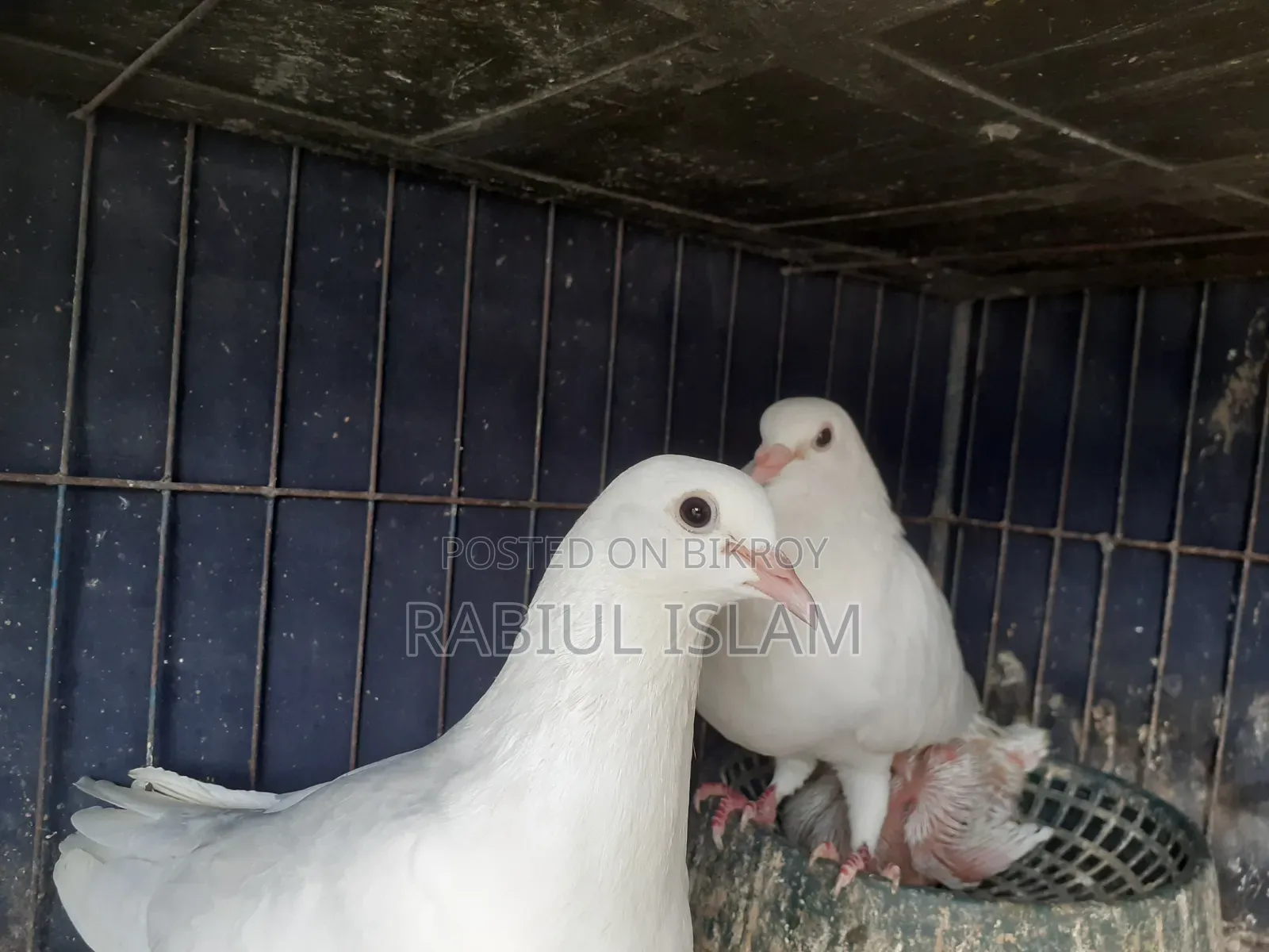White Homa Pigeon