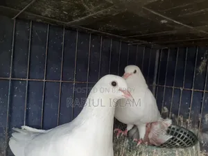 White Homa Pigeon