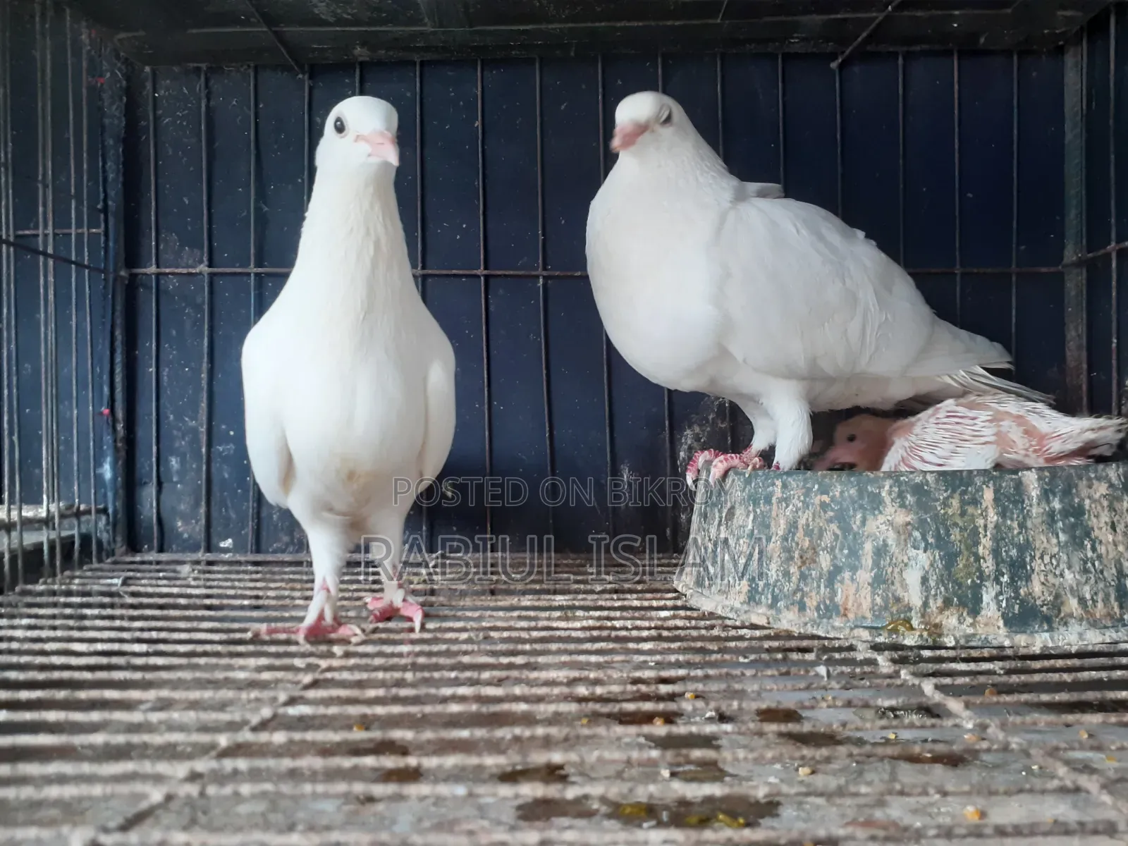 White Homa Pigeon