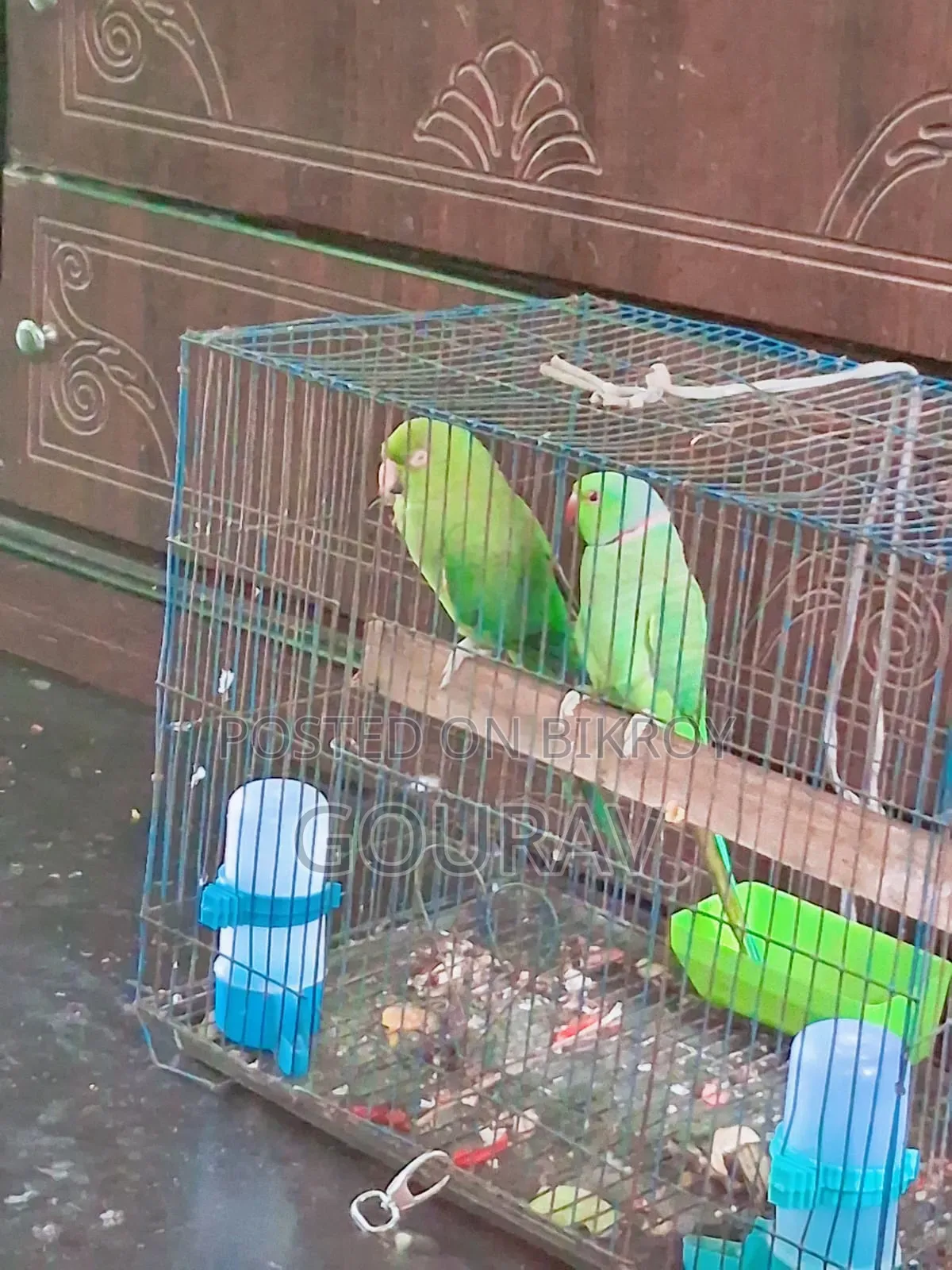 দুটো পাখি একটা কথা বলে