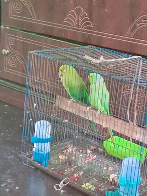 দুটো পাখি একটা কথা বলে