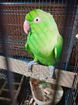 দুটো পাখি একটা কথা বলে