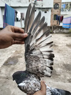 Giribaj Pigeon