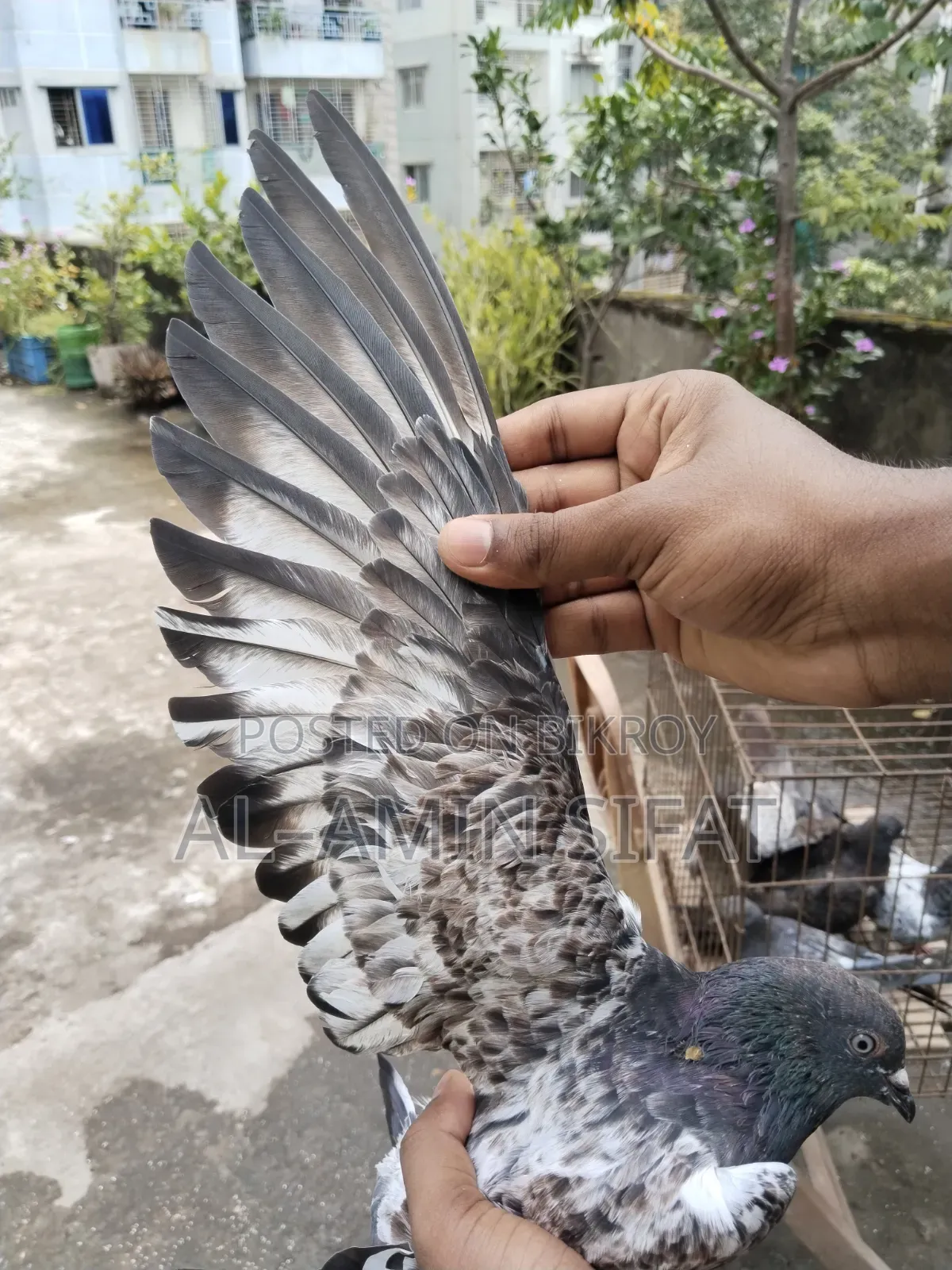 Giribaj Pigeon