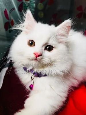 3-6 Months Male Purebred Persian