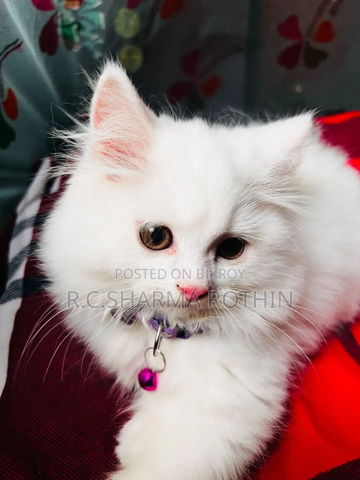 3-6 Months Male Purebred Persian
