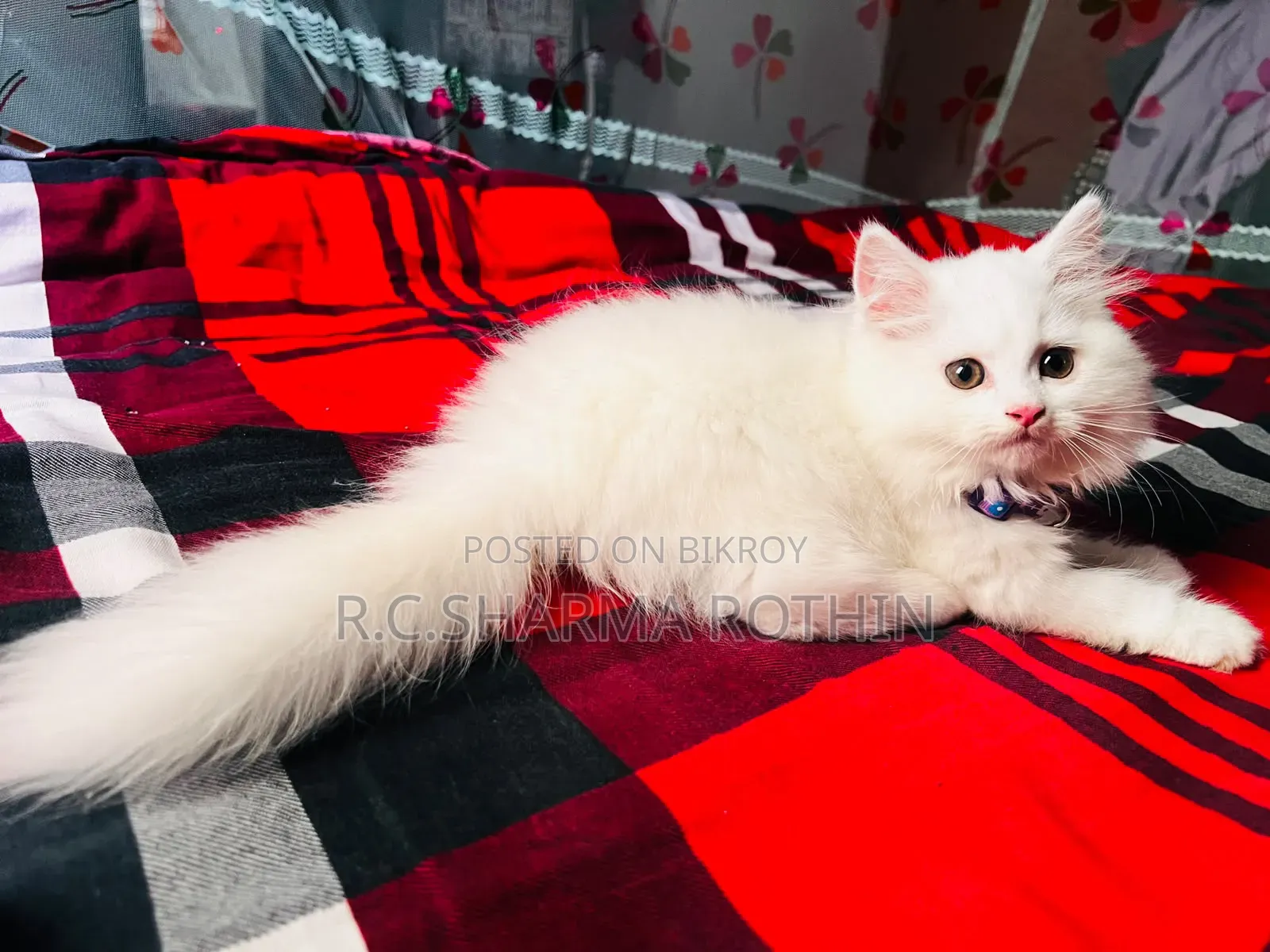 3-6 Months Male Purebred Persian