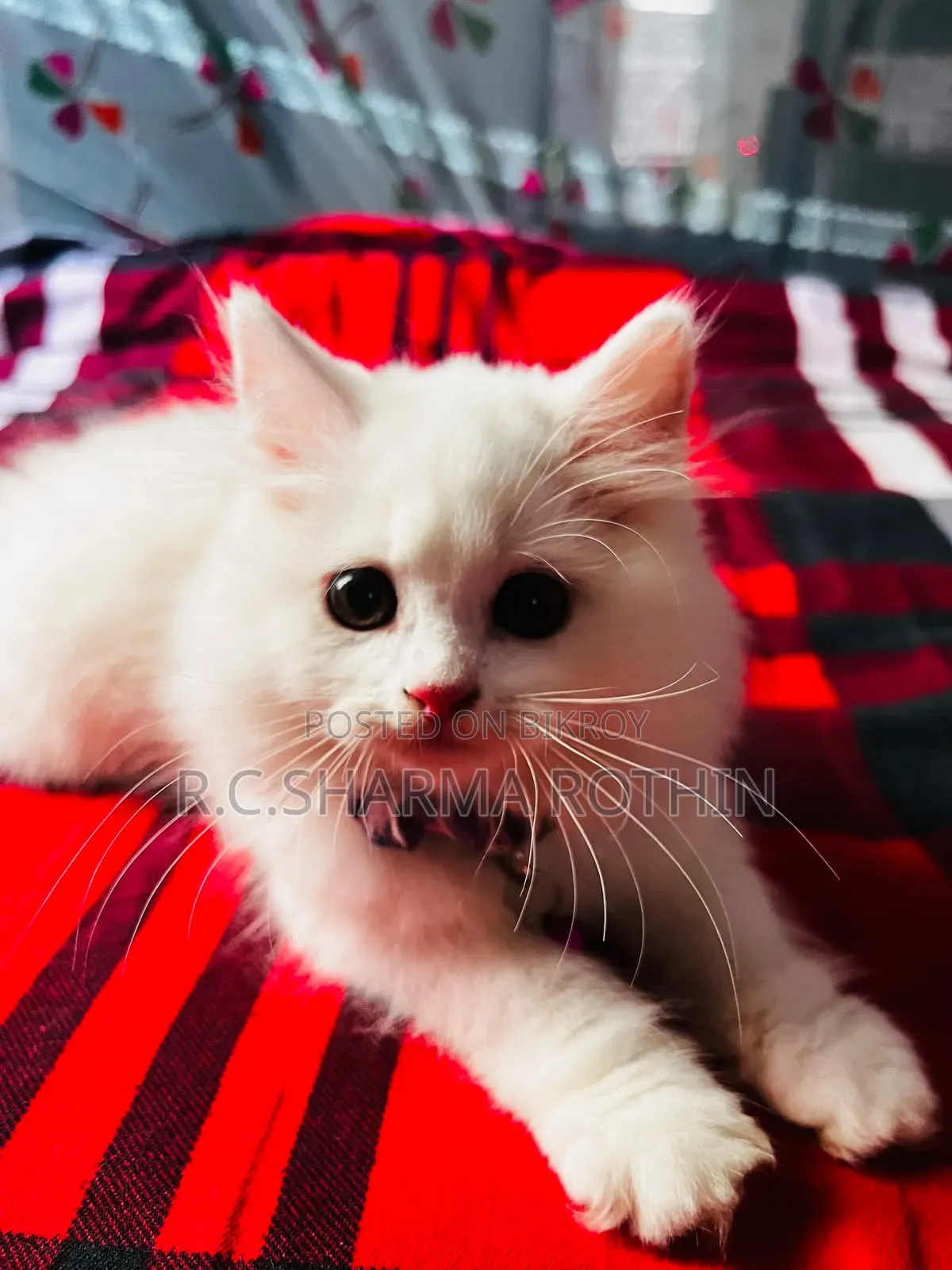 3-6 Months Male Purebred Persian