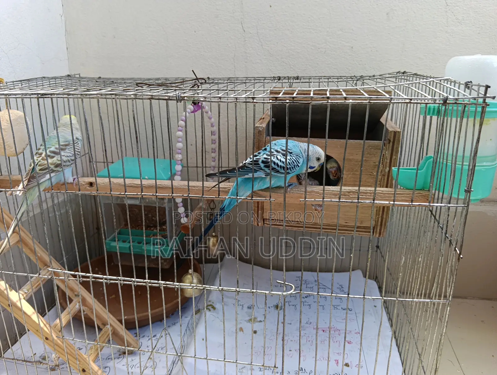 Budgerigar birds
