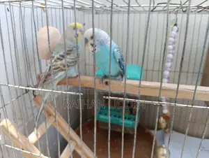 Budgerigar birds