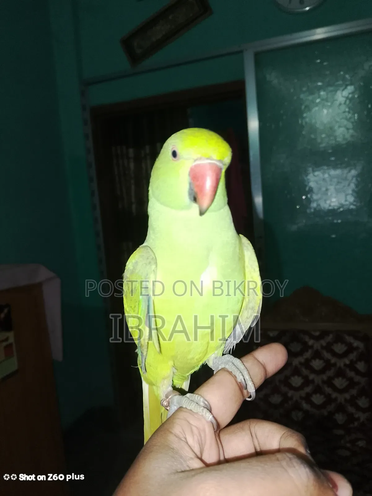 Indian Ringneck Parakeet