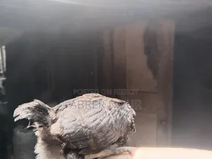 Pakistani মুরগি ১৮ দিন বযস