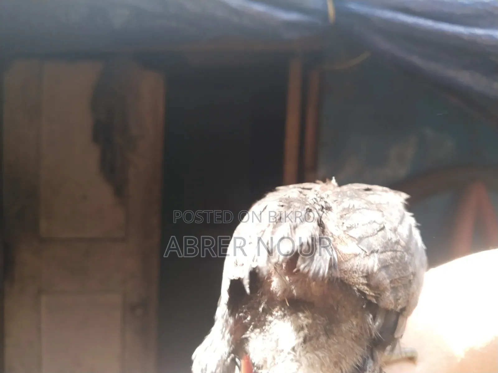 Pakistani মুরগি ১৮ দিন বযস