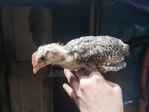Pakistani মুরগি ১৮ দিন বযস