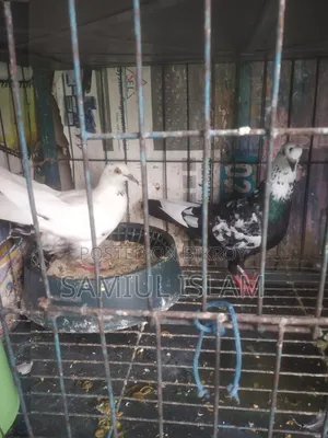 দেশি কবুতর কালদম।।।বাচ্চা এবং ডিম সহ। সাথে খাঁচা দিয়ে দিব।
