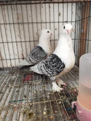 🕊️ Satin Pigeon for sale 🕊️