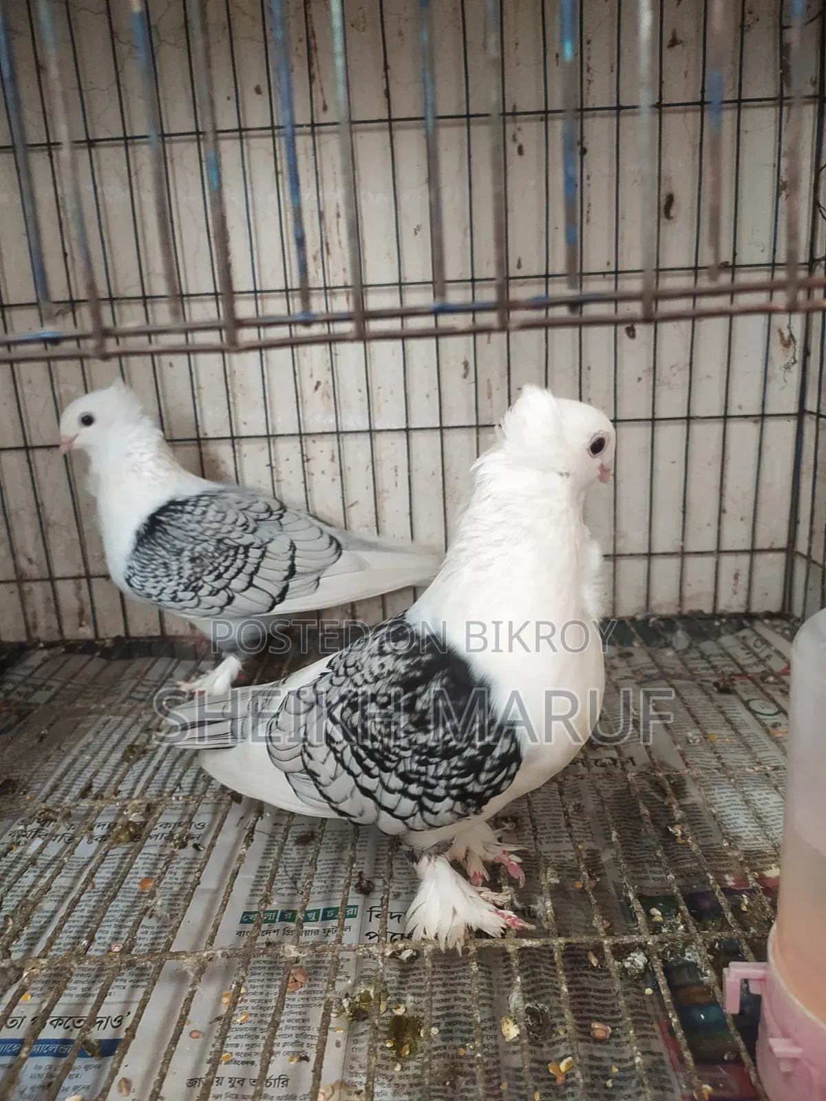 🕊️ Satin Pigeon for sale 🕊️