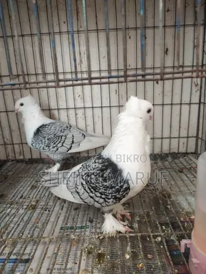 🕊️ Satin Pigeon for sale 🕊️
