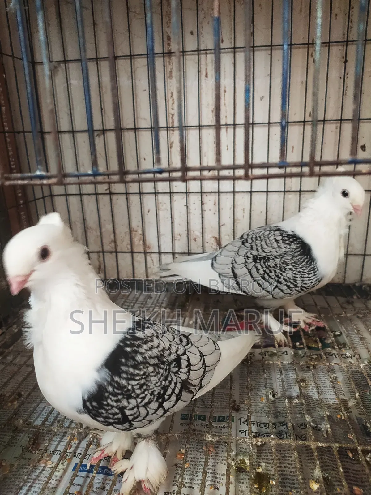 🕊️ Satin Pigeon for sale 🕊️