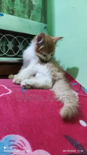 0-1 Month Male Mixed Breed Persian
