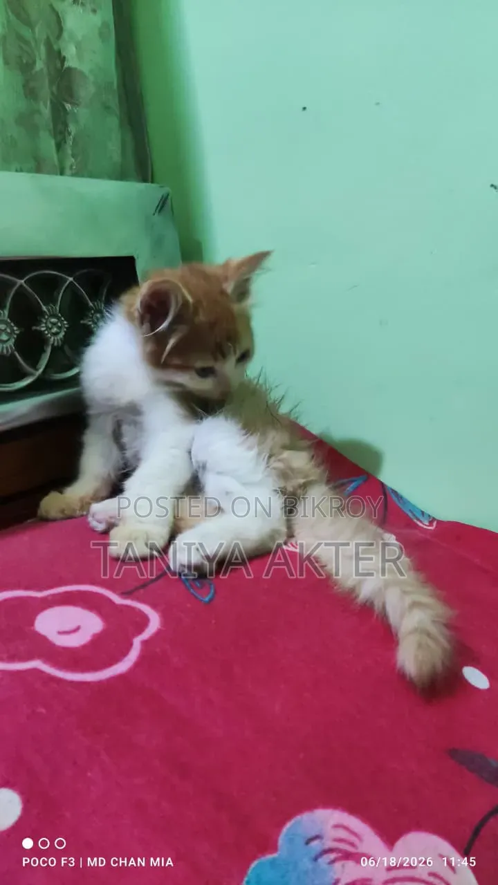 0-1 Month Male Mixed Breed Persian
