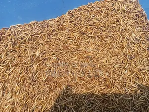 Mealworm Dried and Powder