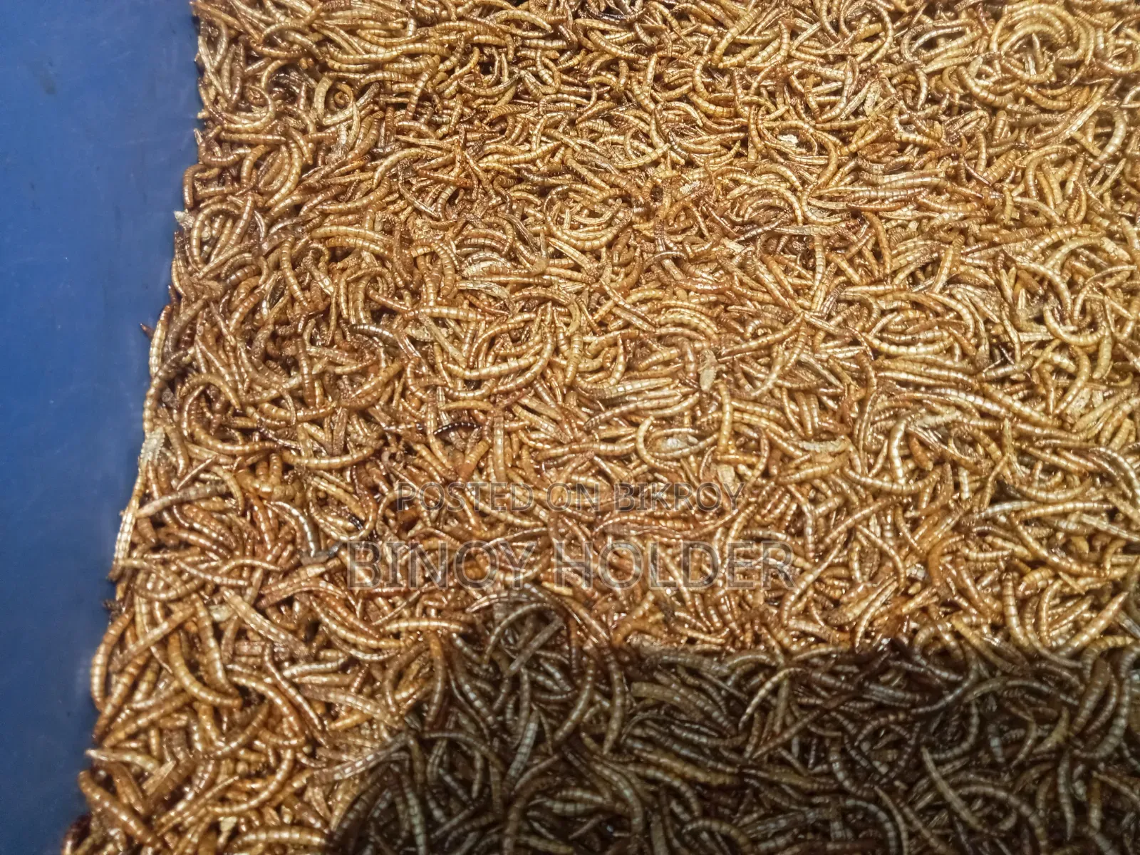 Mealworm Dried and Powder