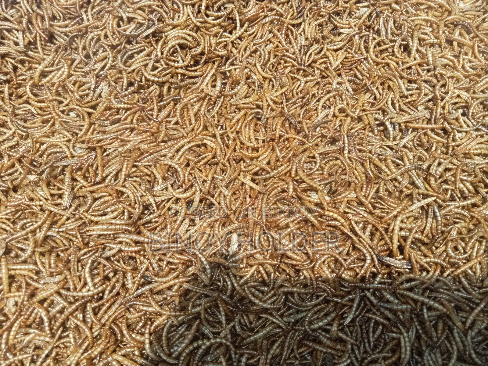 Mealworm Dried and Powder